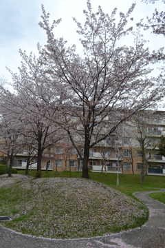 葉桜と絨毯