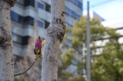 蕾