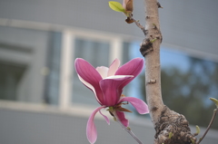 春、開く
