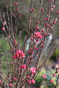 春、芽吹く③