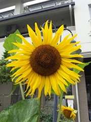 ひまわり