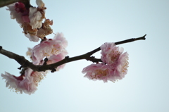 春はそこまで⑤