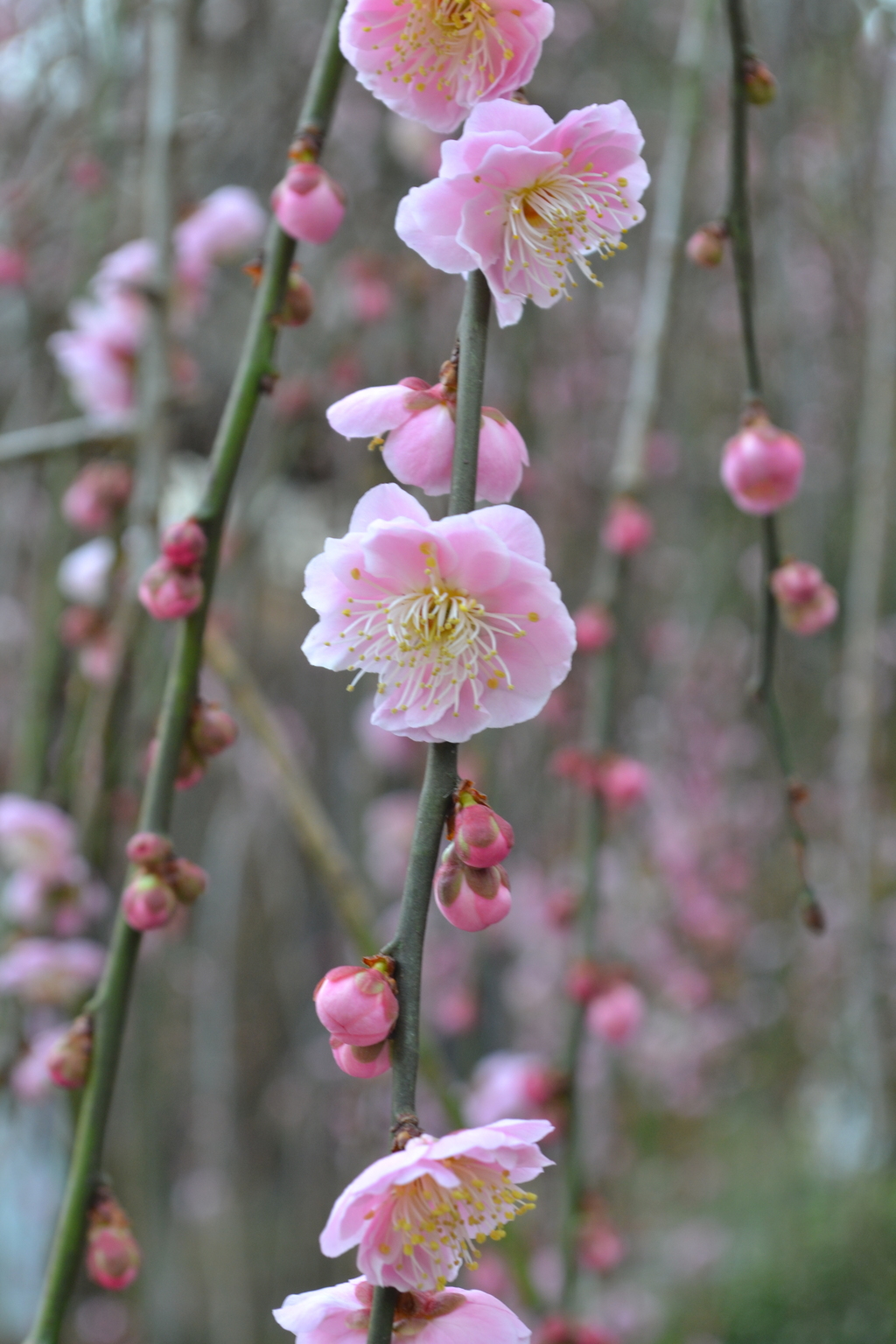 春はそこまで③