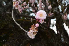 春はそこまで