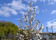 青空に輝く