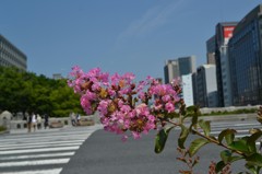 梅雨の晴れ間③