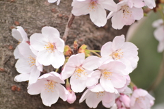 花開く