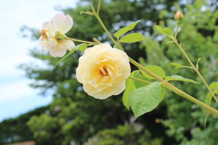 空に向かって