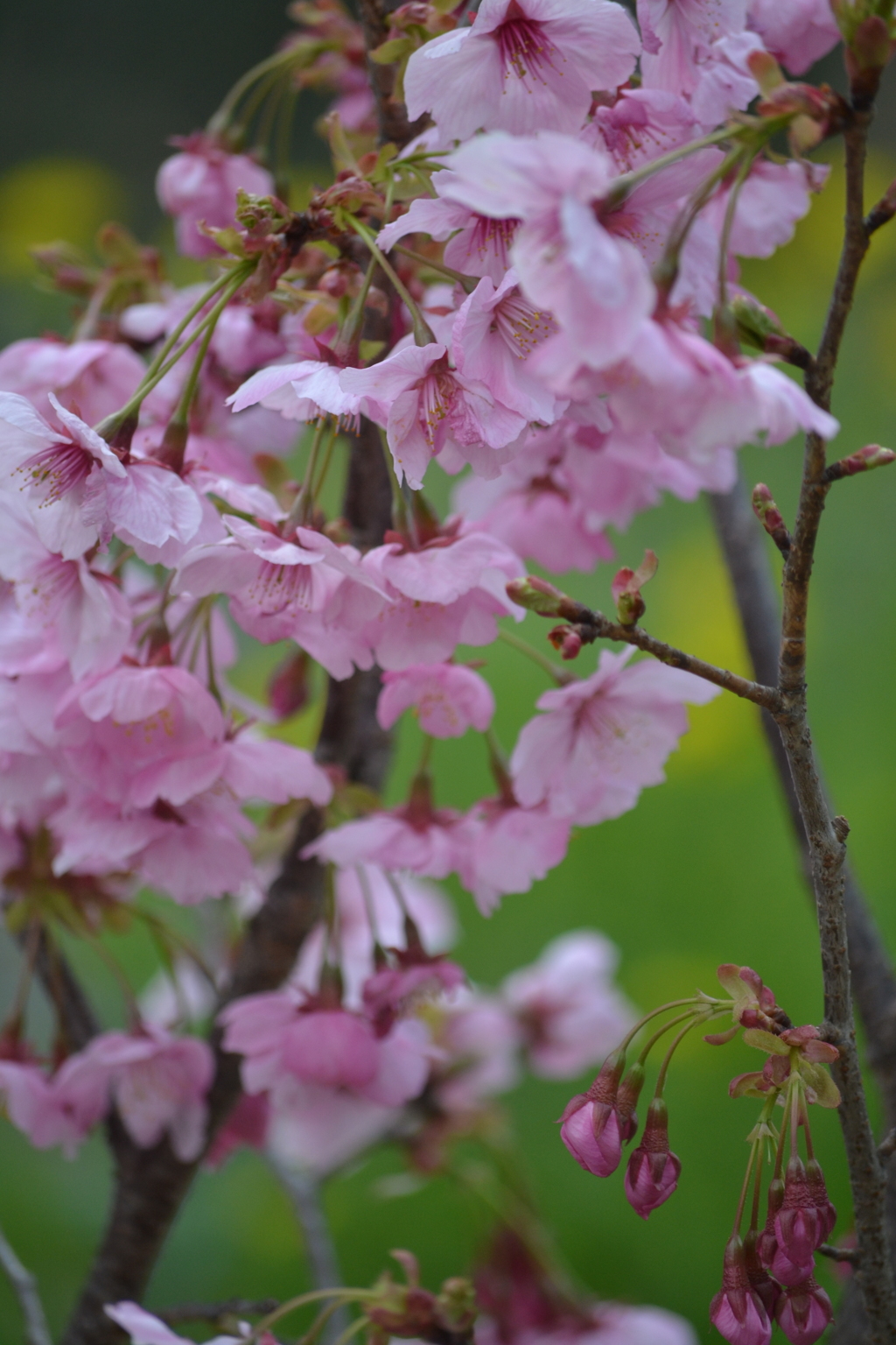 春、芽吹く⑤
