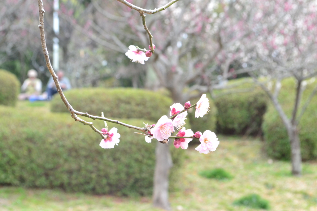 梅林公園①