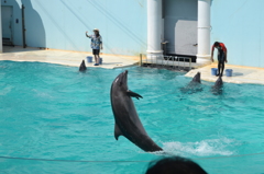 夏の水族館