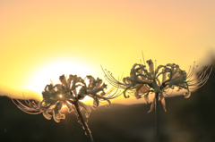 夕日の中の白花曼珠沙華　