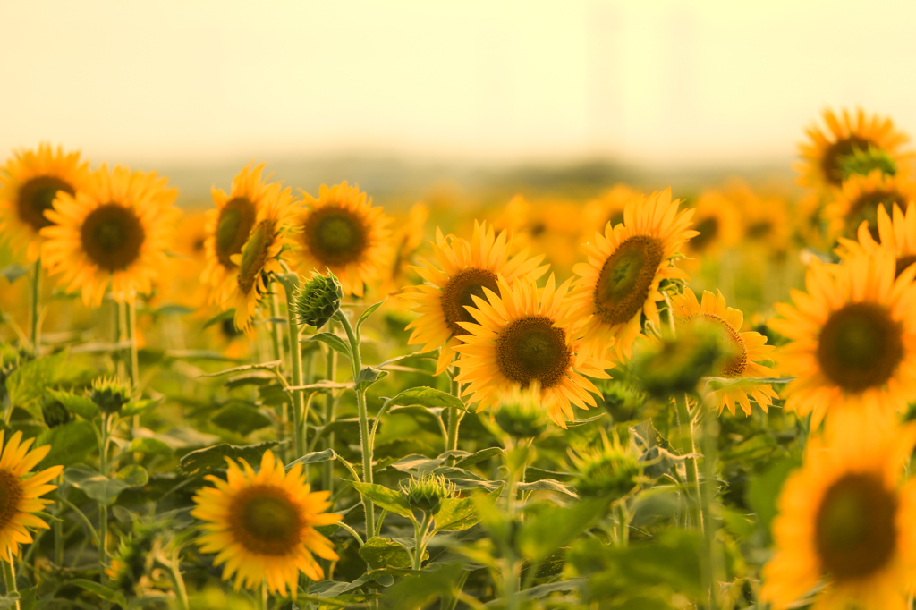 sunset sunflowers#1