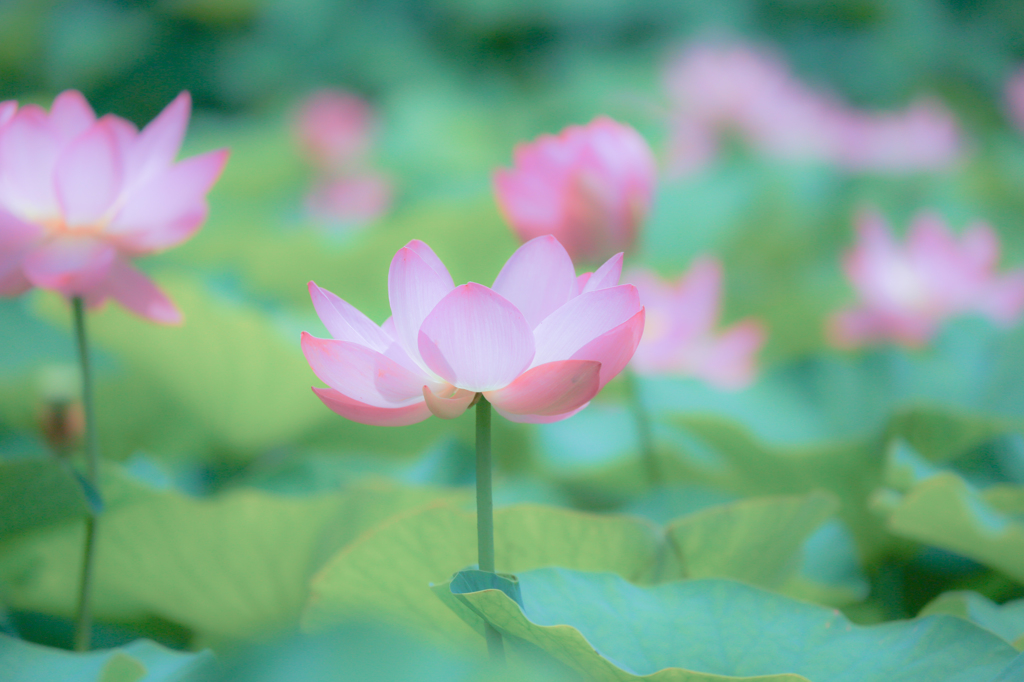 極楽浄土