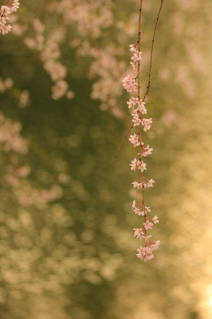 枝垂れ桜