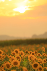 sunset sunflowers#4