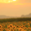 sunset sunflowers#4