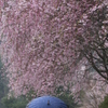 桜雨