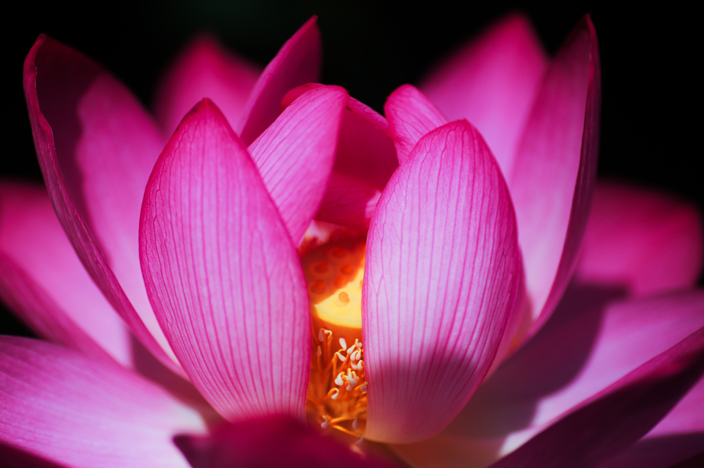 Lotus　Flower