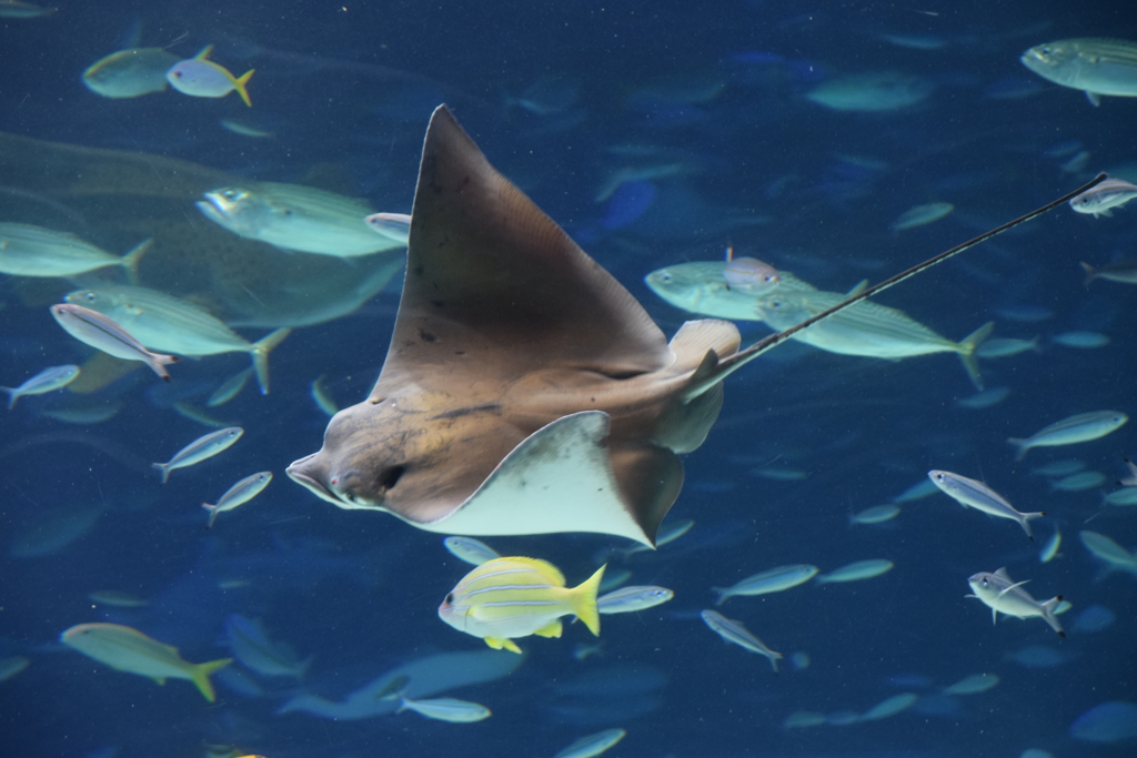 ray