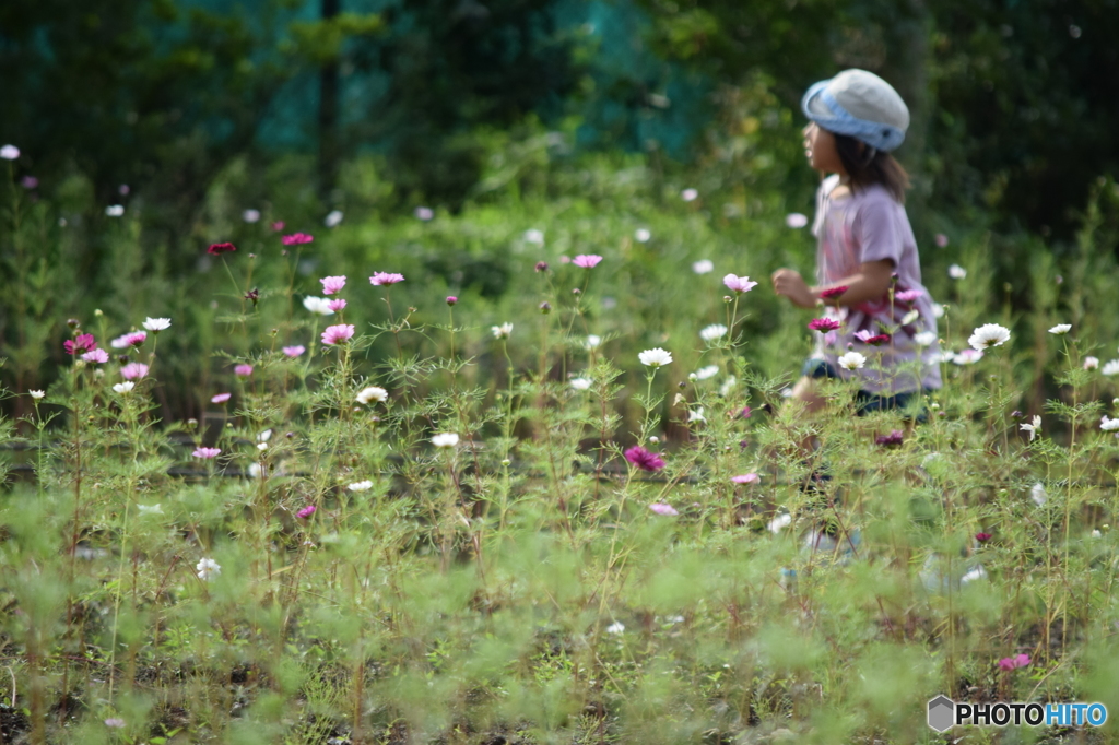 秋桜