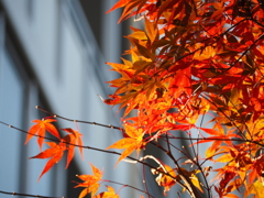 オレンジ色に輝く紅葉