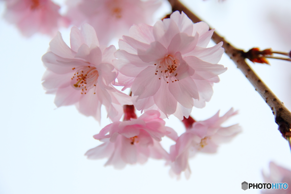 花開く