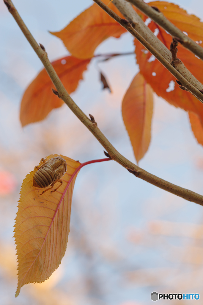 晩秋散歩2016（天下茶屋公園）