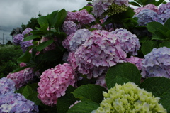 紫陽花