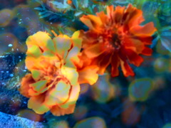 tmp_3664-PICT0008 (1)1219862523