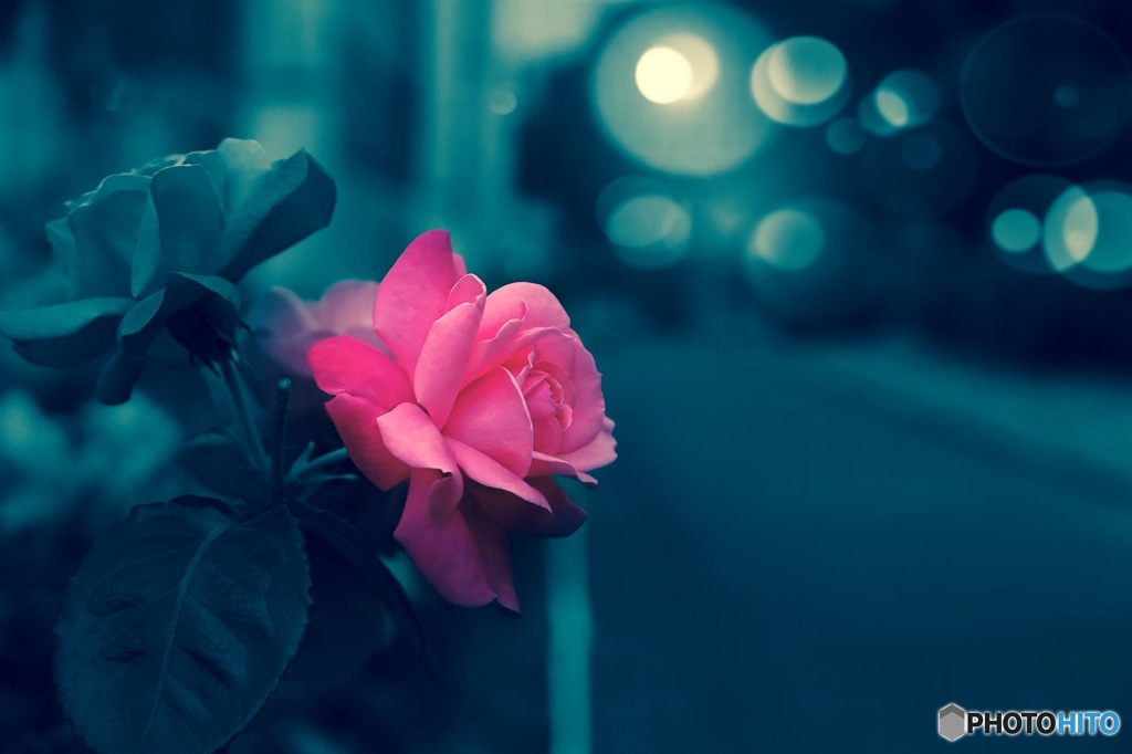 ピンクの薔薇