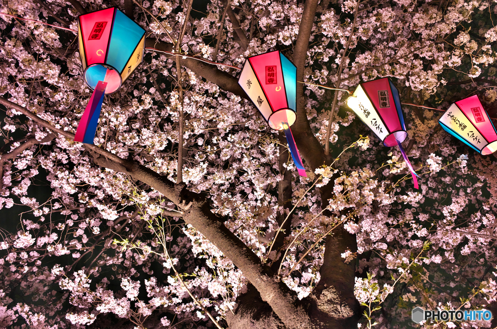 横浜弘明寺の夜桜祭より 1