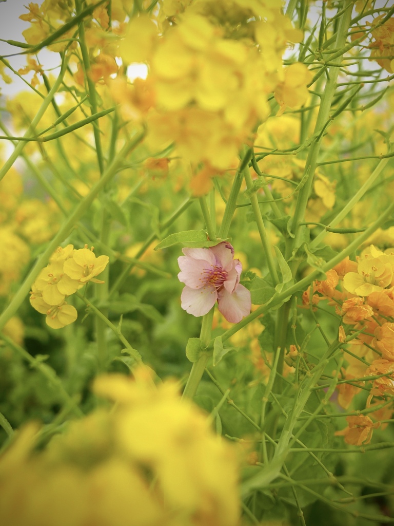 落花