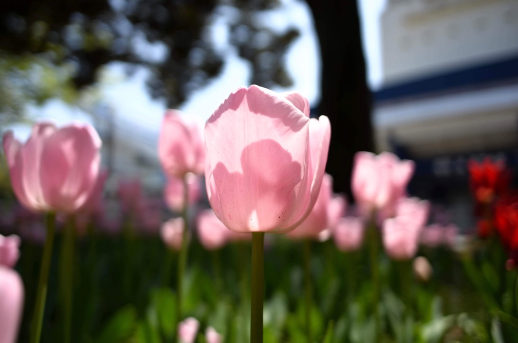 昨年の横浜公園より5