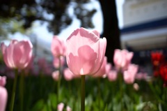 昨年の横浜公園より5