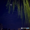 月夜の柳とランドマーク
