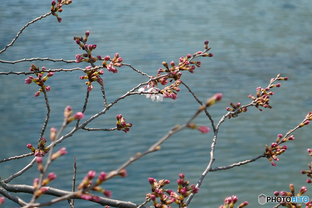 地元の一番桜