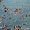 地元の一番桜