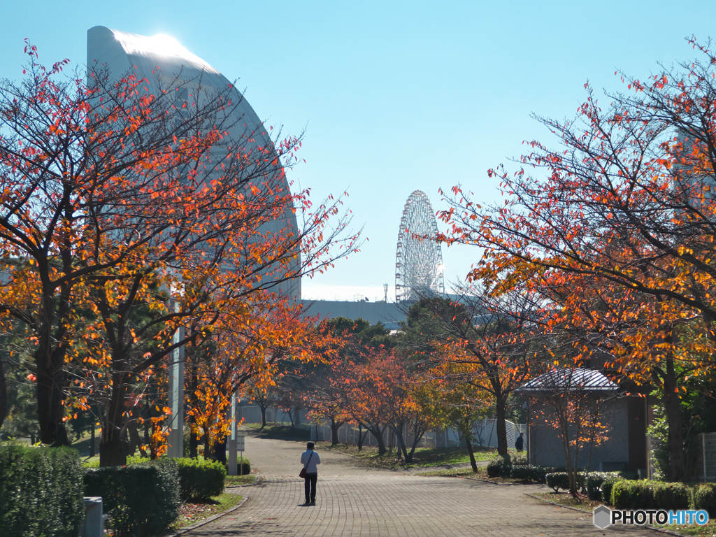 精一杯の横浜の秋2