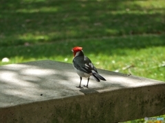 紅冠鳥