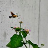 久々に撮ってみた