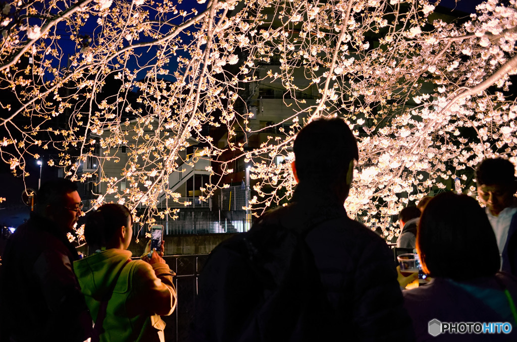 夜桜スナップ