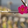 春一蘭