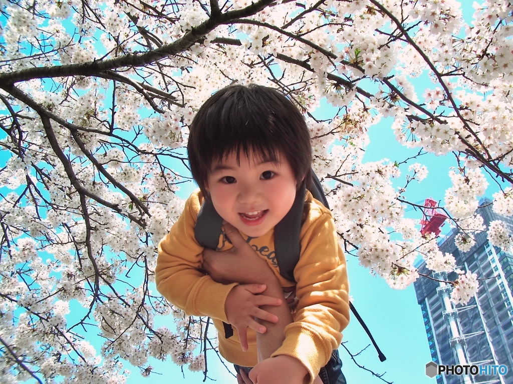 息子と桜2007