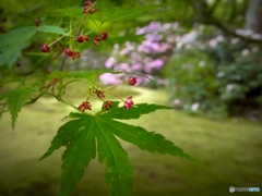 モミジの花