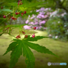 モミジの花
