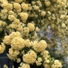 木香薔薇満開