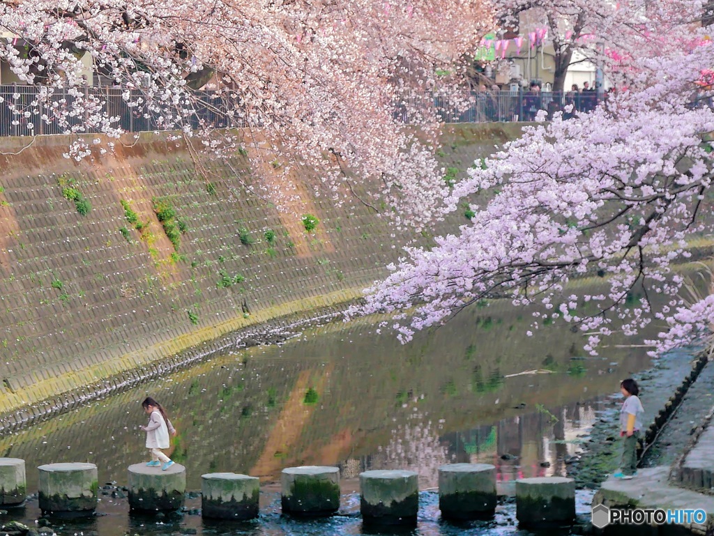 桜下の渡り
