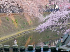 桜下の渡り