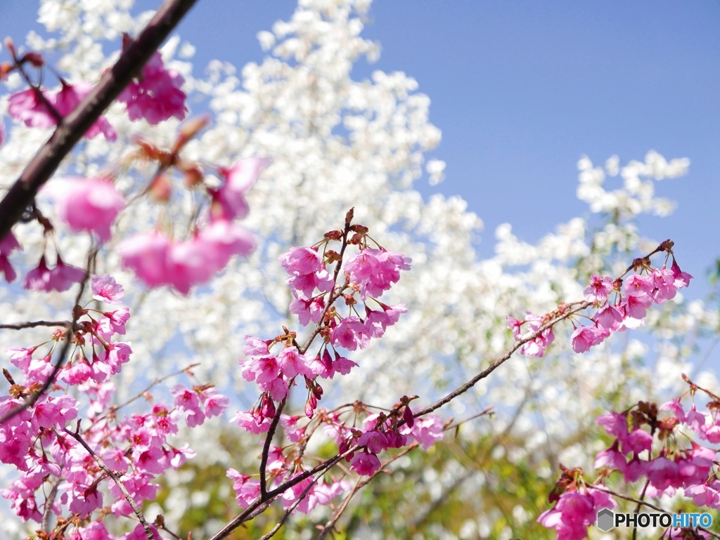 横浜緋桜